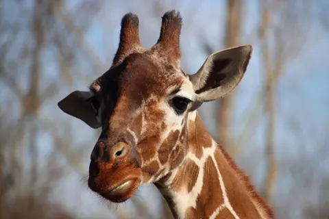 Giraffe 4K Wallpaper · animals · 3840×2560
