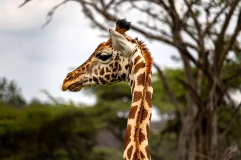 Giraffe 4K Wallpaper · animals · 3840×2560