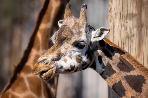 Giraffe 4K Wallpaper · animals · 3840×2560