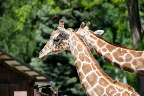 Giraffe 4K Wallpaper · animals · 3840×2560