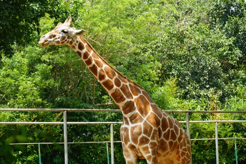 Giraffe 4K Wallpaper · animals · 3840×2560
