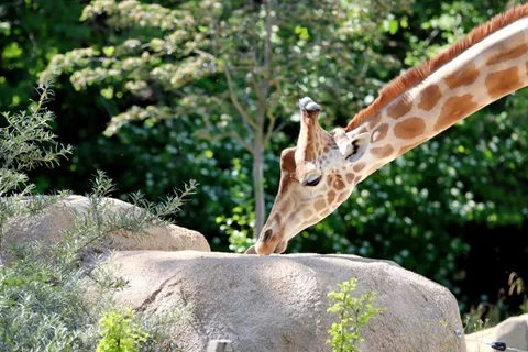 Giraffe 4K Wallpaper · animals · 3840×2560