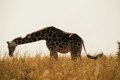 長頸鹿 4K桌布 · animals · 3840×2560