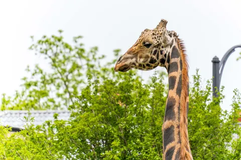 Giraffe 4K Wallpaper · animals · 3840×2560