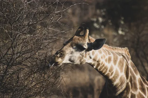 Giraffe 4K Wallpaper · animals · 3840×2560