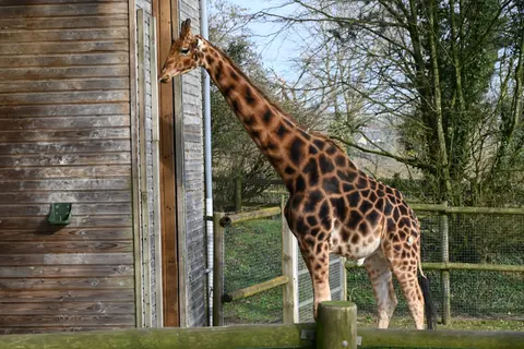 Giraffe 4K Wallpaper · animals · 3840×2563