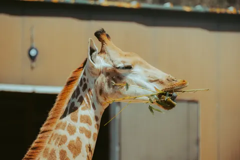 Giraffe 4K Wallpaper · animals · 3840×2560