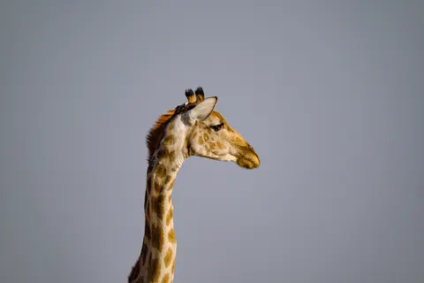 Giraf 4K-achtergrond · animals · 3840×2560
