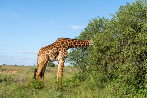 Giraffe 4K Wallpaper · animals · 3840×2560