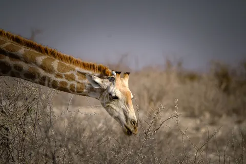 Giraffe 4K Wallpaper · animals · 3840×2560