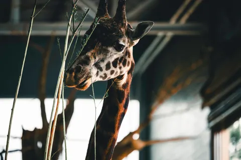 Giraffe 4K Wallpaper · animals · 3840×2561