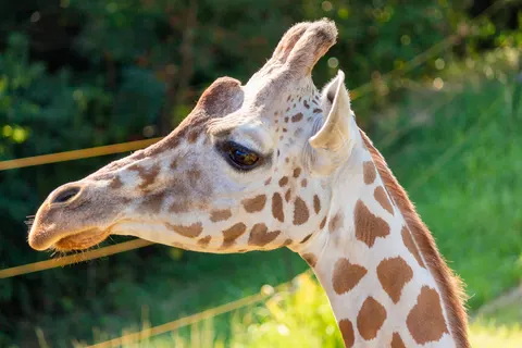 والپیپر زرافه با کیفیت 4K · animals · 3840×2559