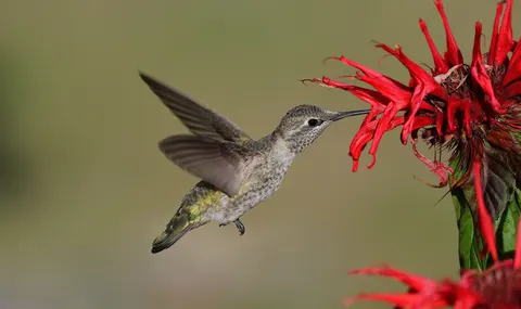 Hummingbird 4K Wallpaper · animals · 3840×2280