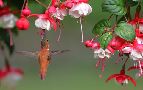 Hummingbird 4K Wallpaper · animals · 3840×2415