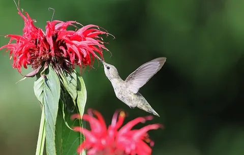 Hummingbird 4K Wallpaper · animals · 3840×2443