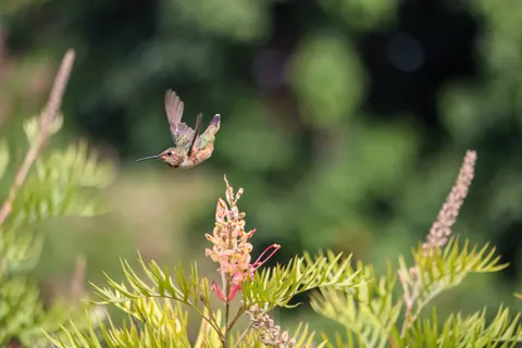 Hummingbird 4K Wallpaper · animals · 3840×2560