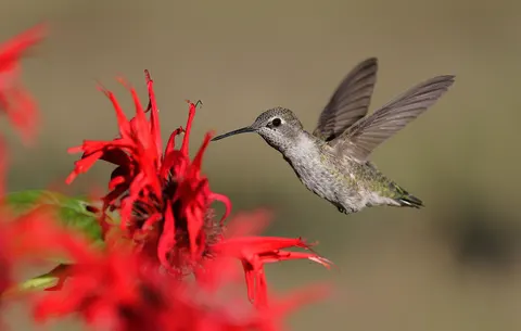 Hummingbird 4K Wallpaper · animals · 3840×2439