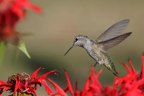 Hummingbird 4K Wallpaper · animals · 3840×2561