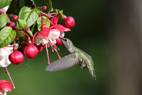 Hummingbird 4K Wallpaper · animals · 3840×2562