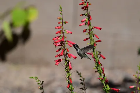 Hummingbird 4K Wallpaper · animals · 3840×2560