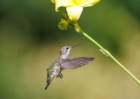 Hummingbird 4K Wallpaper · animals · 3840×2729