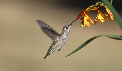 Hummingbird 4K Wallpaper · animals · 3840×2251