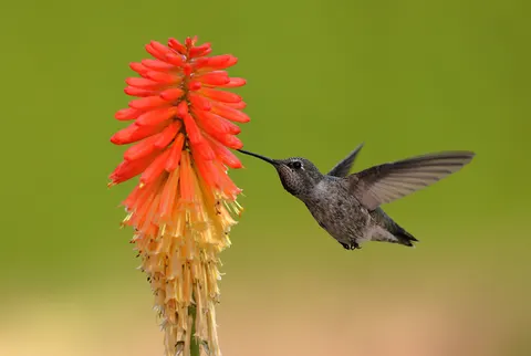 والپیپر مرغ مگس‌خوار با کیفیت 4K · animals · 3840×2577