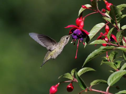 Hummingbird 4K Wallpaper · animals · 3840×2874