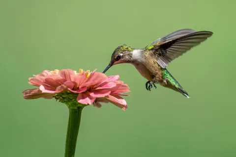 Hummingbird 4K Wallpaper · animals · 3840×2560