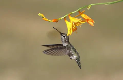 Hummingbird 4K Wallpaper · animals · 3840×2508