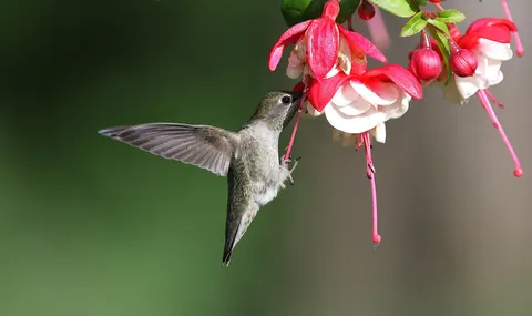 Hummingbird 4K Wallpaper · animals · 3840×2286