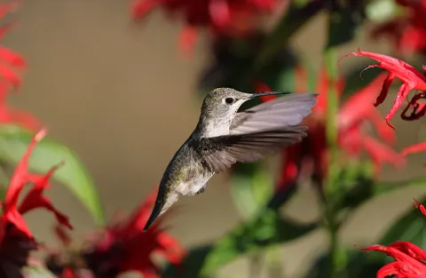 Fondo de pantalla Colibrí 4K · animals · 3840×2505