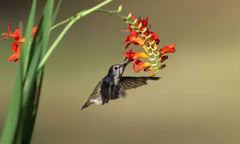 Hummingbird 4K Wallpaper · animals · 3840×2316
