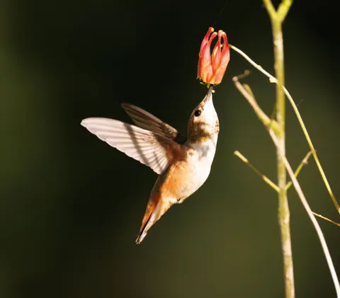 Hummingbird 4K Wallpaper · animals · 3840×3365