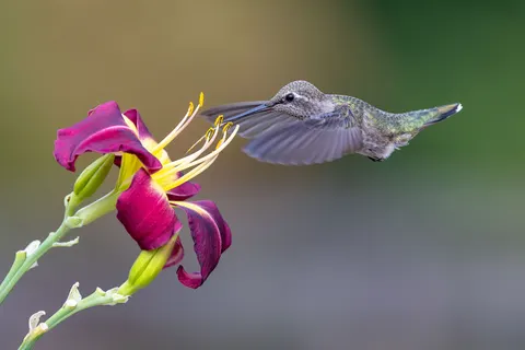 Kolibrie 4K-achtergrond · animals · 3840×2561