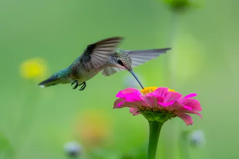 Hummingbird 4K Wallpaper · animals · 3840×2560