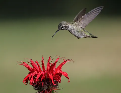 Hummingbird 4K Wallpaper · animals · 3840×2959