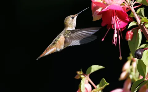 Hummingbird 4K Wallpaper · animals · 3840×2402