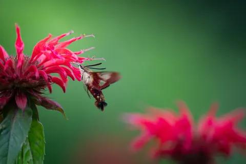 Hummingbird 4K Wallpaper · animals · 3840×2563