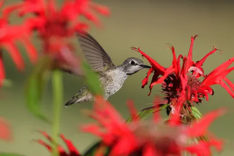 Hummingbird 4K Wallpaper · animals · 3840×2561