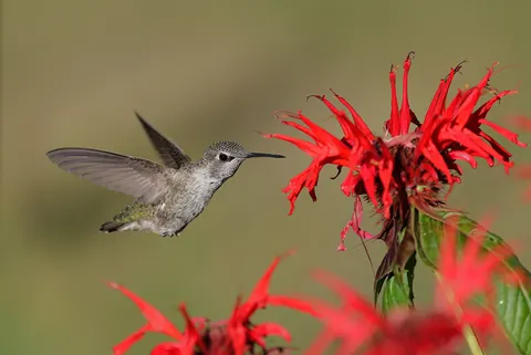 Hummingbird 4K Wallpaper · animals · 3840×2571