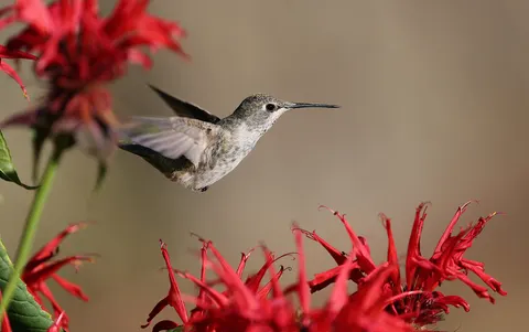 Hummingbird 4K Wallpaper · animals · 3840×2405