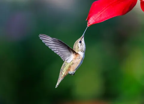 Hummingbird 4K Wallpaper · animals · 3840×2759