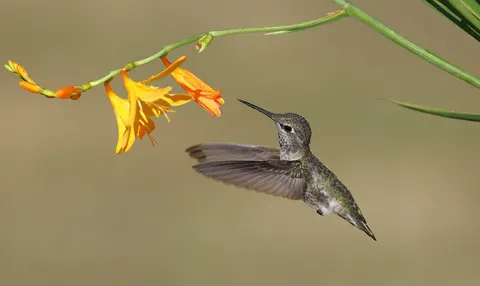 Hummingbird 4K Wallpaper · animals · 3840×2287