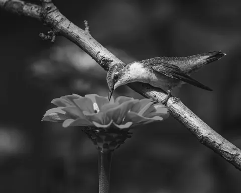 Kolibri 4K Hintergrundbild · animals · 3840×3072