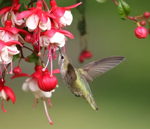 Hummingbird 4K Wallpaper · animals · 3840×3308