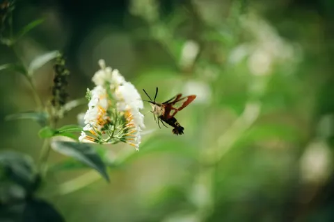 Kolibrie 4K-achtergrond · animals · 3840×2560