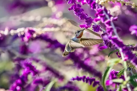 Hummingbird 4K Wallpaper · animals · 3840×2560
