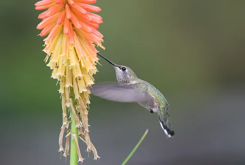 Wallpaper Burung Kolibri 4K · animals · 3840×2582