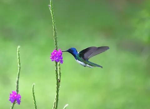 Sfondo Colibrì 4K · animals · 3840×2792
